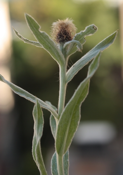 Centaurea uniflora / Fiordaliso unifloro