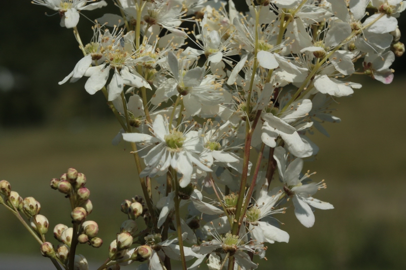 Filipendula vulgaris