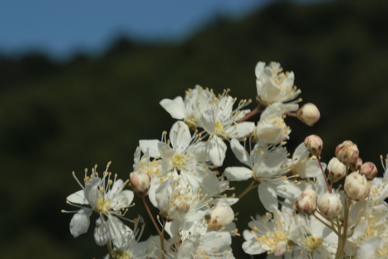 Filipendula vulgaris