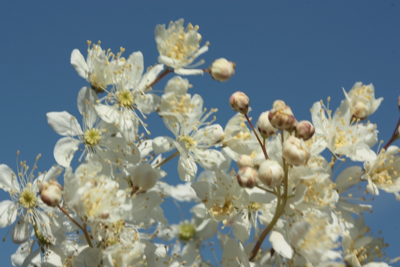 Filipendula vulgaris