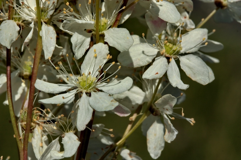 Filipendula vulgaris