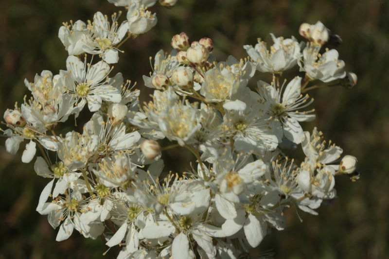 Filipendula vulgaris