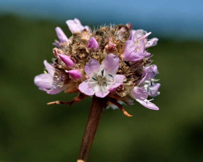 Armeria arenaria