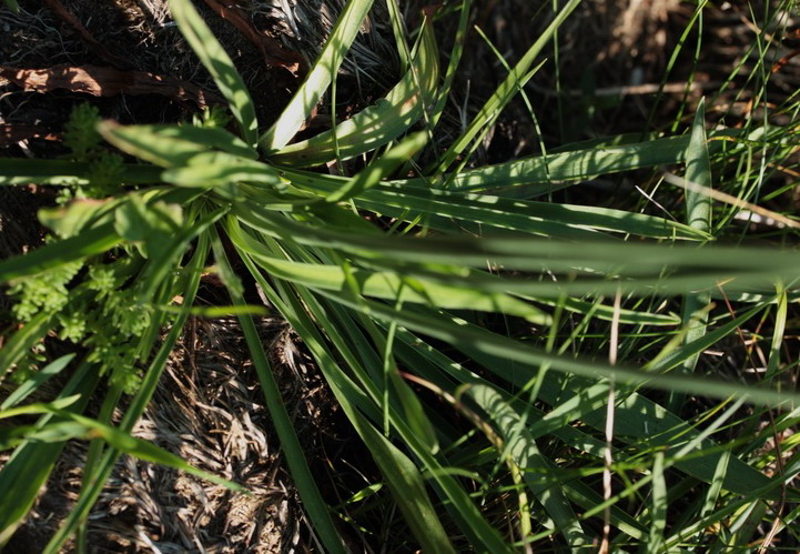 Armeria arenaria