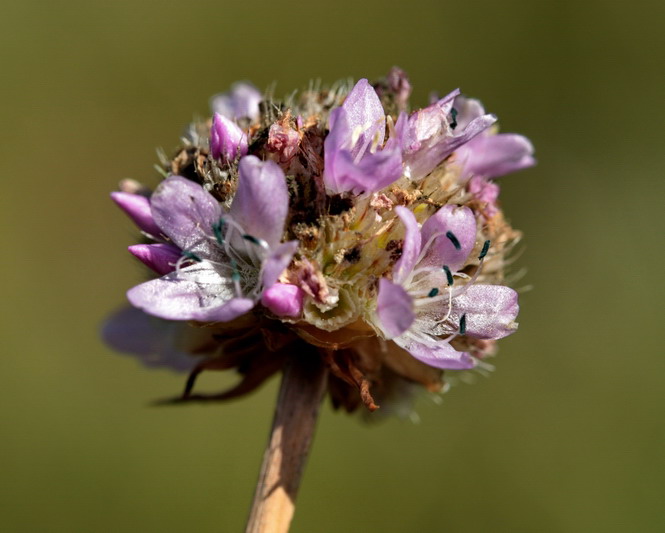 Armeria arenaria