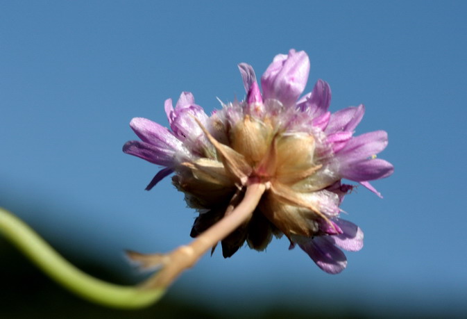 Armeria arenaria