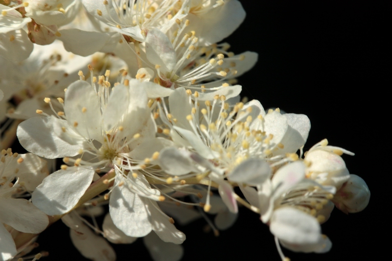 Filipendula vulgaris