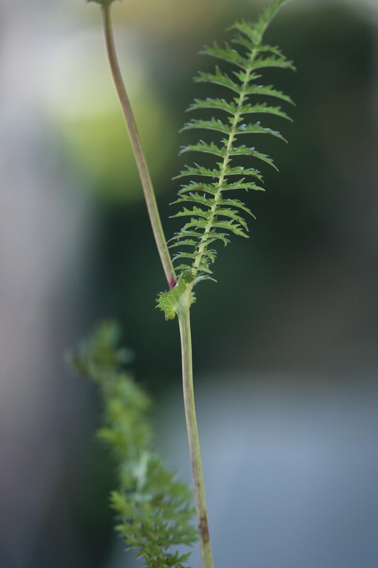 Filipendula vulgaris