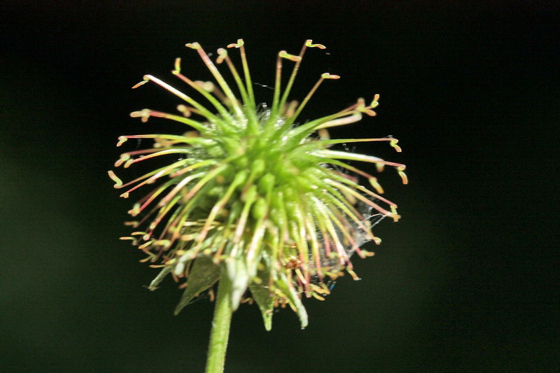 Geum urbanum