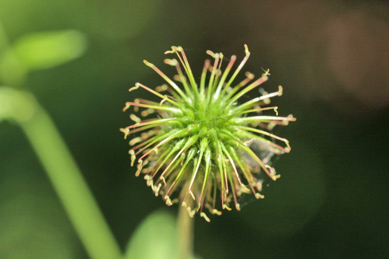 Geum urbanum