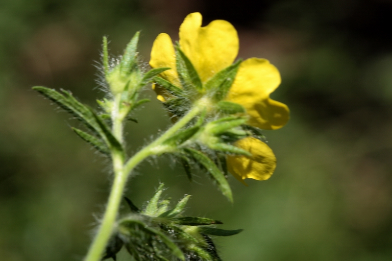 Potentilla cfr. recta