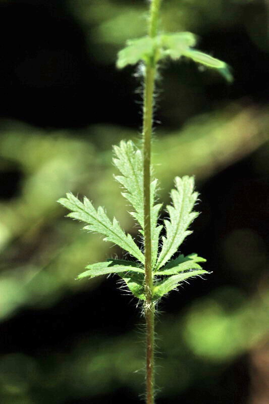 Potentilla cfr. recta