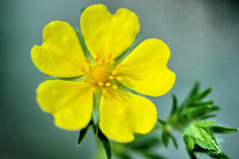 Potentilla cfr. recta