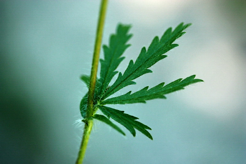 Potentilla cfr. recta