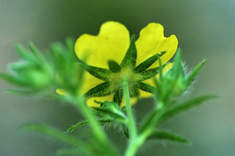 Potentilla cfr. recta