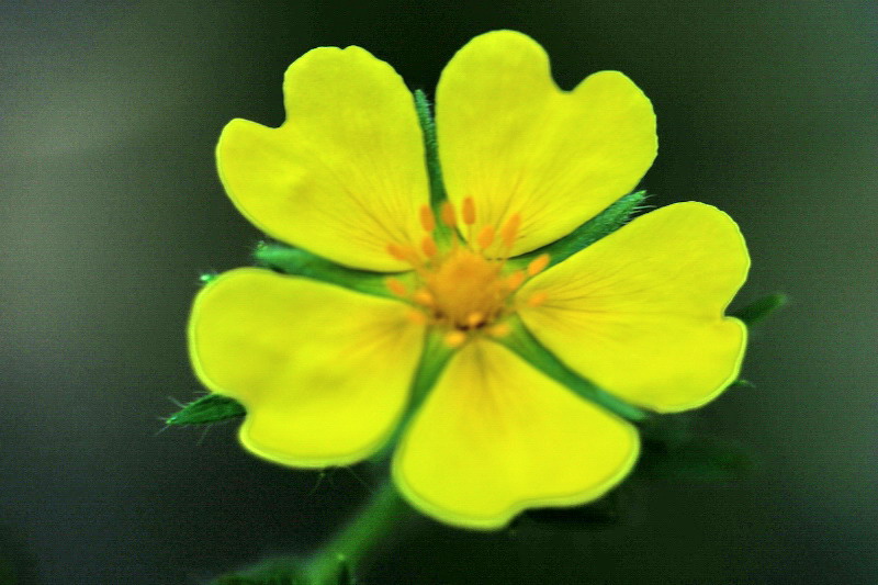 Potentilla cfr. recta