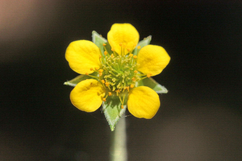 Geum urbanum