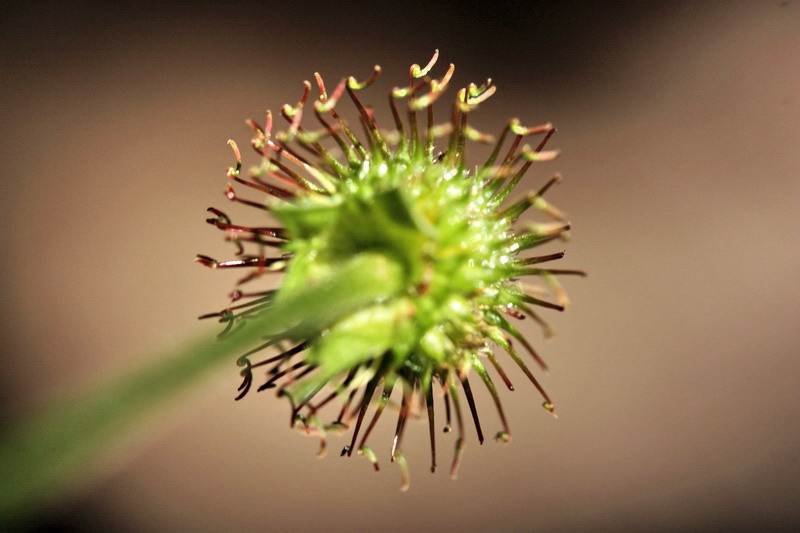 Geum urbanum