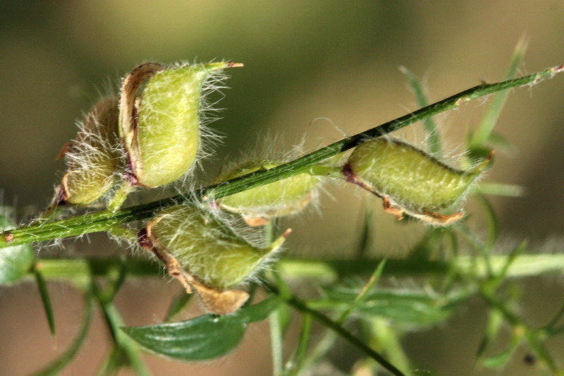 Ononis spinosa