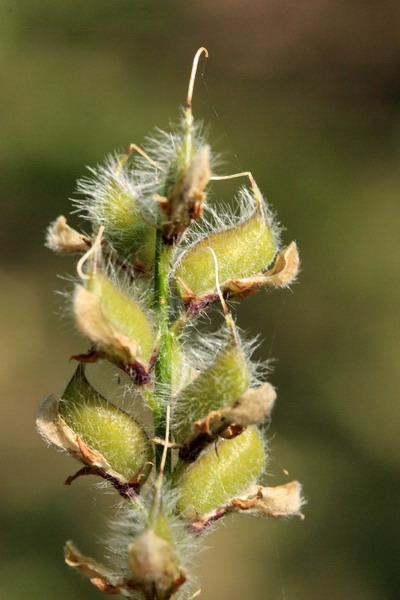 Ononis spinosa