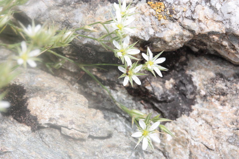 Minuartia rostrata / Minuartia mutevole