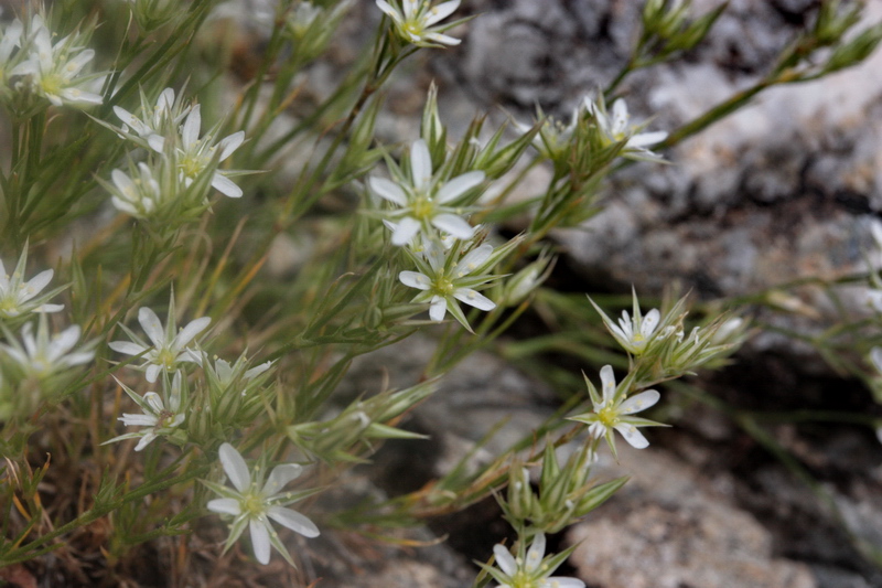 Minuartia rostrata / Minuartia mutevole