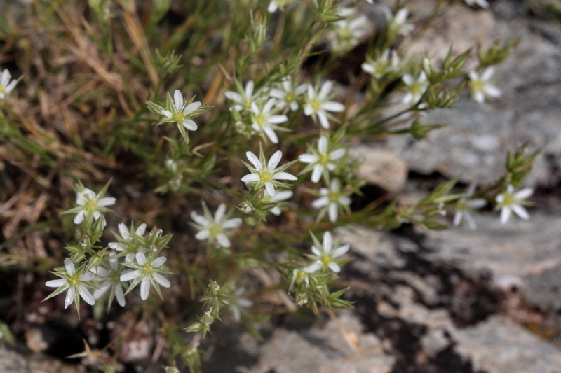 Minuartia rostrata / Minuartia mutevole