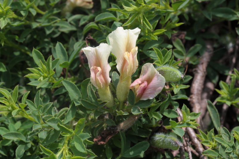 Cytisus hirsutus  subsp. pumilus