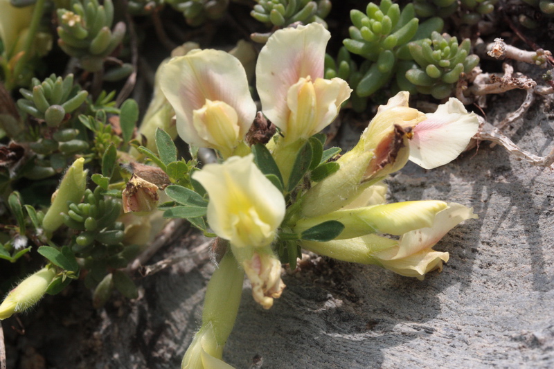 Cytisus hirsutus  subsp. pumilus