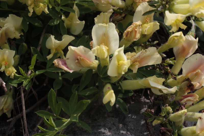 Cytisus hirsutus  subsp. pumilus