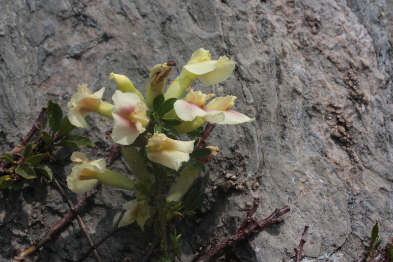 Cytisus hirsutus  subsp. pumilus