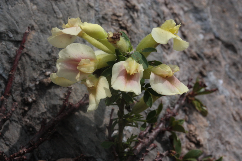 Cytisus hirsutus  subsp. pumilus