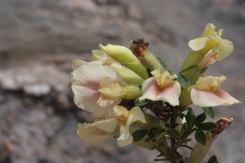 Cytisus hirsutus  subsp. pumilus