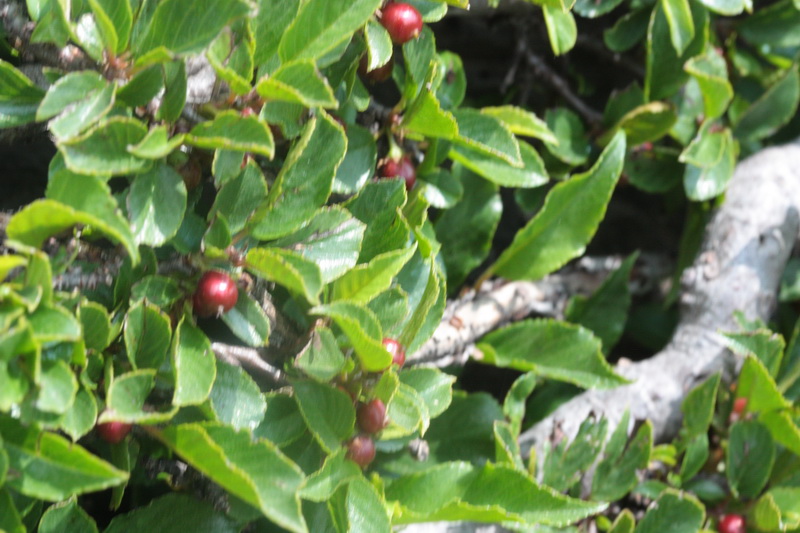 Rhamnus pumila