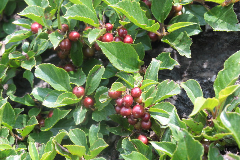 Rhamnus pumila