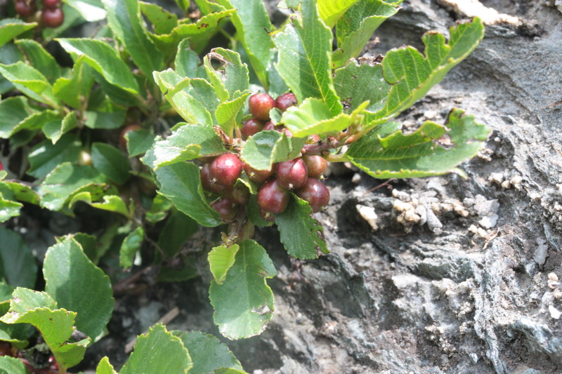 Rhamnus pumila