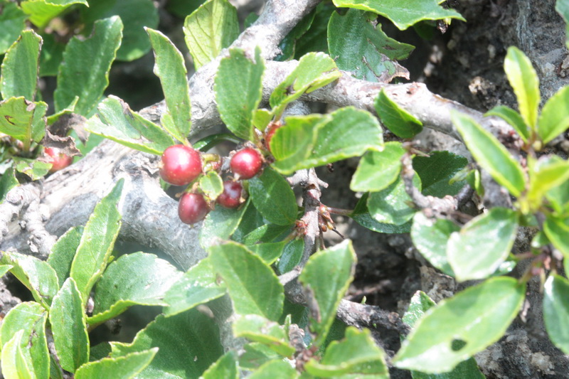 Rhamnus pumila