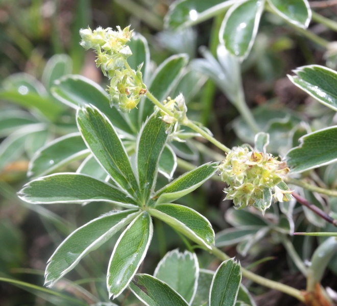 Alchemilla sp. (gruppo di A. nitida)