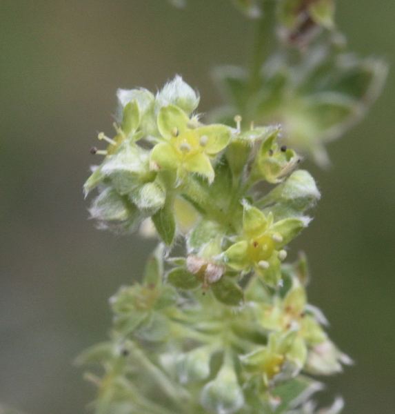 Alchemilla sp. (gruppo di A. nitida)