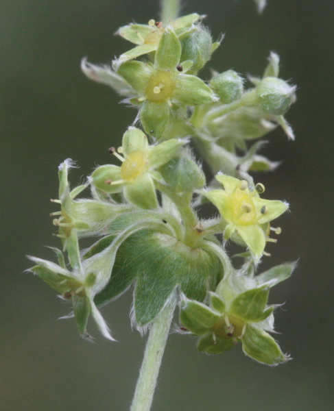 Alchemilla sp. (gruppo di A. nitida)