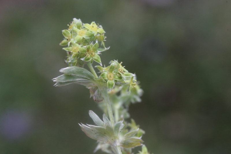 Alchemilla sp. (gruppo di A. nitida)