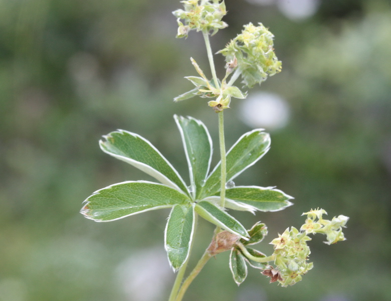 Alchemilla sp. (gruppo di A. nitida)