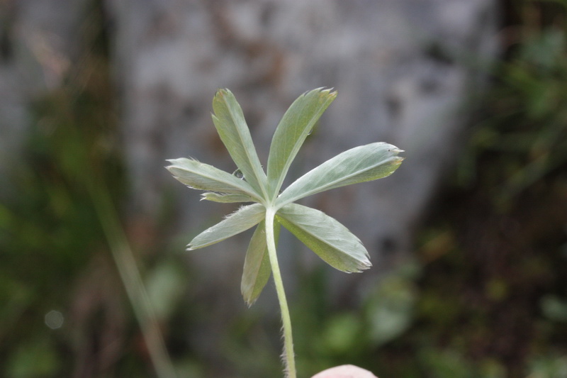 Alchemilla sp. (gruppo di A. nitida)