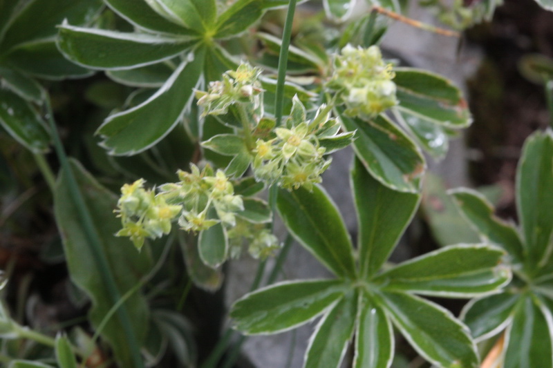 Alchemilla sp. (gruppo di A. nitida)