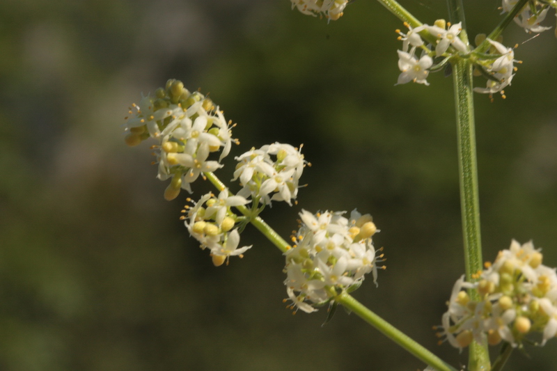 Galium cfr. corrudifolium