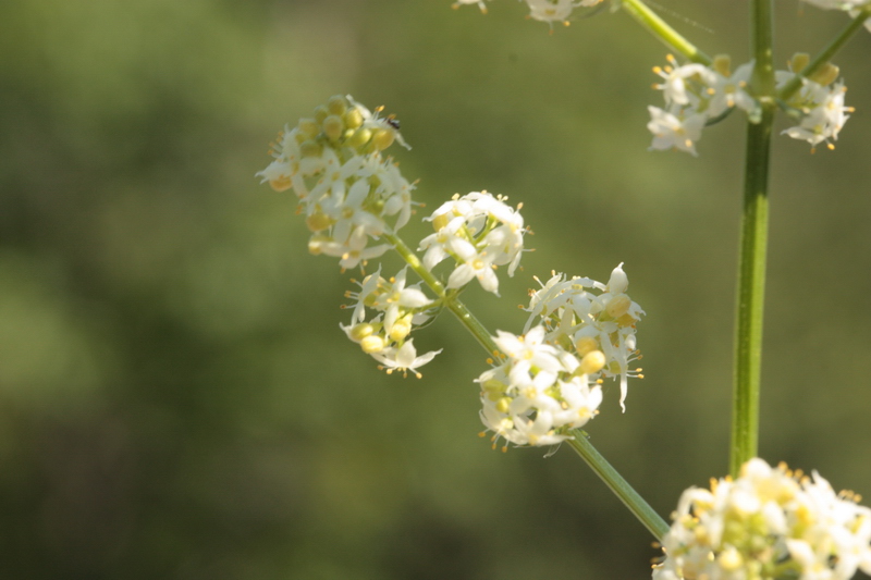 Galium cfr. corrudifolium