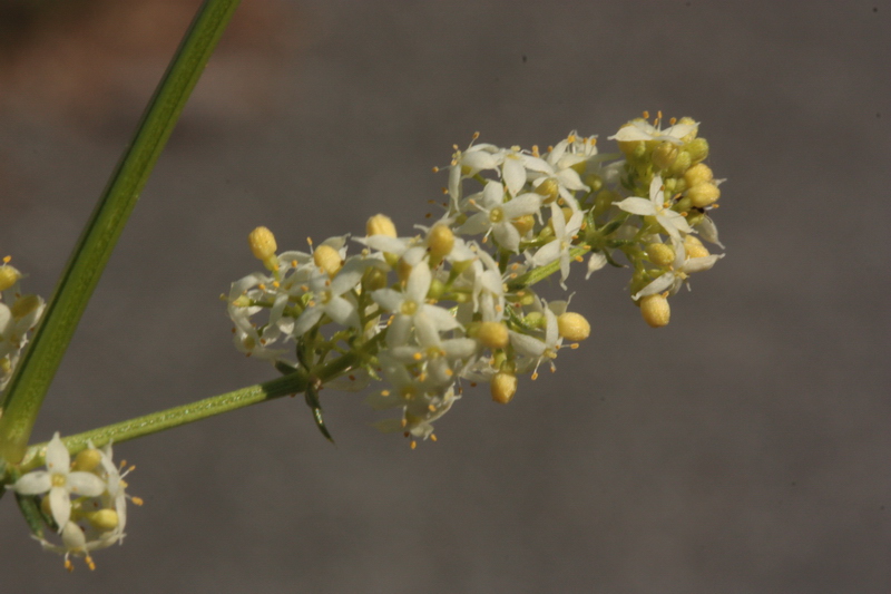 Galium cfr. corrudifolium