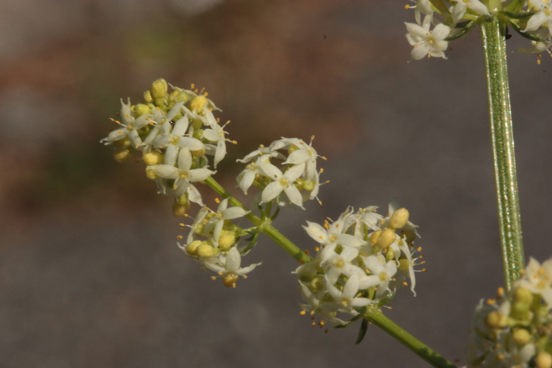 Galium cfr. corrudifolium