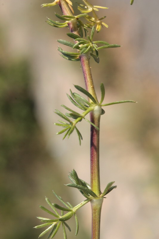 Galium cfr. corrudifolium