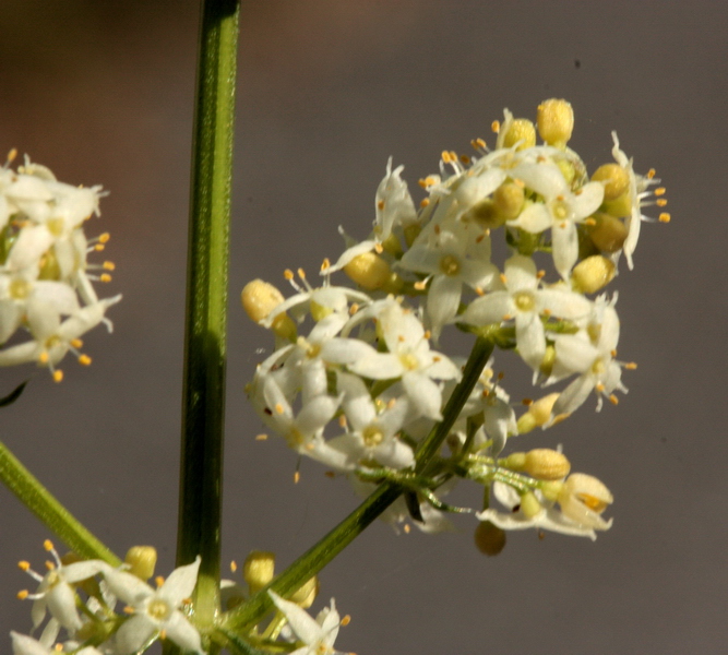 Galium cfr. corrudifolium